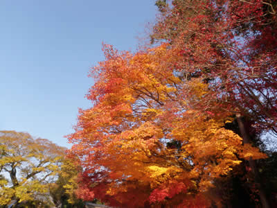 kyoto2013120201.jpg